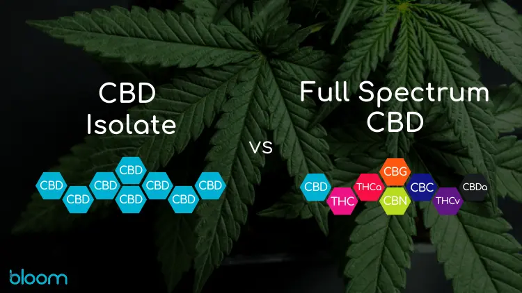 CBD Isolate vs Full-Spectrum Extracts